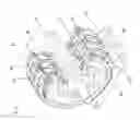 Fig. 22 - Polyphasic multi-coil electric device