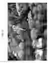 Fig. 06 - Graphics processing unit accelerated dynamic radial tessellation