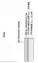 Fig. 09 - Piezoelctric actuator, method of manufacturing same, and liquid ejection head