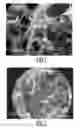 Fig. 02 - Aerogels based on carbon nanotubes