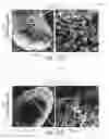 Fig. 14 - Nicotine immunonanotherapeutics