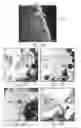 Fig. 15 - Nicotine immunonanotherapeutics