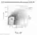 Fig. 34 - Nicotine immunonanotherapeutics