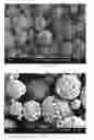 Fig. 12 - Method of producing porous microparticles