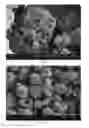 Fig. 15 - Method of producing porous microparticles