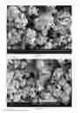 Fig. 37 - Method of producing porous microparticles