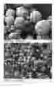 Fig. 45 - Method of producing porous microparticles