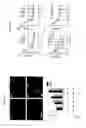Fig. 10 - Prevention of tissue ischemia, related methods and compositions