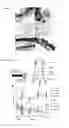 Fig. 13 - Prevention of tissue ischemia, related methods and compositions