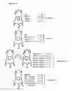 Fig. 15 - Prevention of tissue ischemia, related methods and compositions