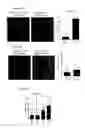 Fig. 20 - Prevention of tissue ischemia, related methods and compositions