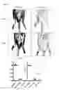 Fig. 28 - Prevention of tissue ischemia, related methods and compositions