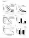 Fig. 29 - Prevention of tissue ischemia, related methods and compositions