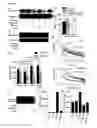 Fig. 32 - Prevention of tissue ischemia, related methods and compositions