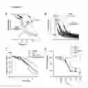 Fig. 33 - Prevention of tissue ischemia, related methods and compositions