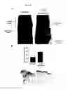 Fig. 38 - Prevention of tissue ischemia, related methods and compositions