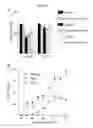 Fig. 43 - Prevention of tissue ischemia, related methods and compositions