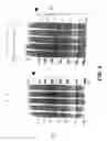 Fig. 14 - HCV fusion polypeptides