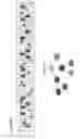 Fig. 35 - Genetic diagnosis using multiple sequence variant analysis