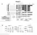 Fig. 02 - IRF-5 haplotypes in systemic lupus erythematosus