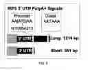 Fig. 09 - IRF-5 haplotypes in systemic lupus erythematosus