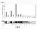 Fig. 08 - Polynucleotides encoding a human 3-phosphoinositide- dependent protein kinase