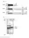Fig. 02 - Modified microorganism