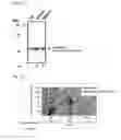 Fig. 04 - Modified microorganism