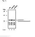Fig. 05 - Modified microorganism