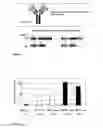 Fig. 02 - B cells modified to reversibly induce accelerated mutagenesis of target genes
