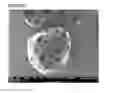 Fig. 05 - Microcarriers for Stem Cell Culture