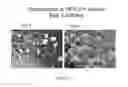 Fig. 113 - Microcarriers for Stem Cell Culture