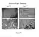 Fig. 118 - Microcarriers for Stem Cell Culture