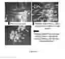 Fig. 128 - Microcarriers for Stem Cell Culture