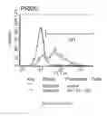 Fig. 145 - Microcarriers for Stem Cell Culture