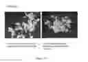 Fig. 147 - Microcarriers for Stem Cell Culture