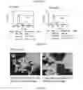 Fig. 150 - Microcarriers for Stem Cell Culture