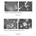 Fig. 159 - Microcarriers for Stem Cell Culture
