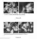 Fig. 160 - Microcarriers for Stem Cell Culture