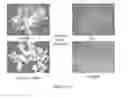 Fig. 182 - Microcarriers for Stem Cell Culture