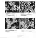 Fig. 194 - Microcarriers for Stem Cell Culture