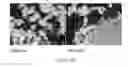 Fig. 196 - Microcarriers for Stem Cell Culture