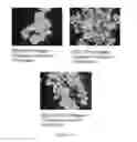 Fig. 197 - Microcarriers for Stem Cell Culture