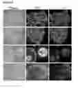 Fig. 20 - Microcarriers for Stem Cell Culture