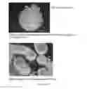 Fig. 205 - Microcarriers for Stem Cell Culture