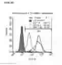 Fig. 21 - Microcarriers for Stem Cell Culture