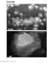 Fig. 22 - Microcarriers for Stem Cell Culture