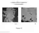 Fig. 232 - Microcarriers for Stem Cell Culture