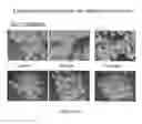 Fig. 237 - Microcarriers for Stem Cell Culture