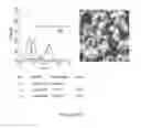 Fig. 251 - Microcarriers for Stem Cell Culture